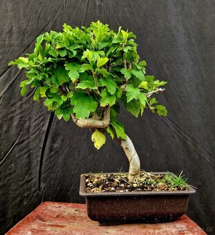 Bonsai, Bonsaj -Ibisek syrsky 5 - 3