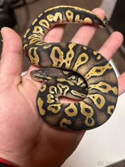 Krajta královská - 3