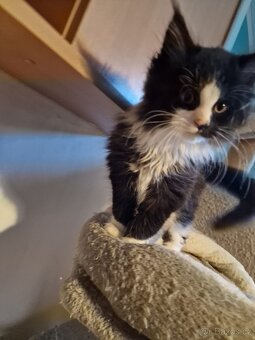 Mainská mývalí bez PP - 3