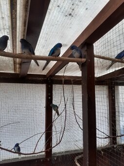 Neoféma modrohlavá - 3