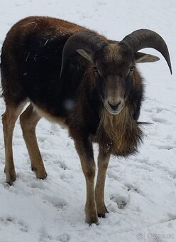 Beránek, kamerunska ovce - 3