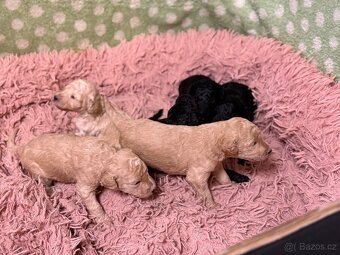 Pudl velký královský - 3