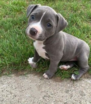 Stafordšírský bulteriér - 3