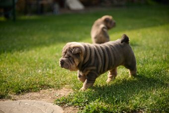 šarpej sharpei - 3