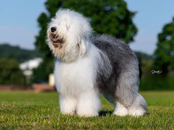 Staroanglický ovčák bobtail - 3