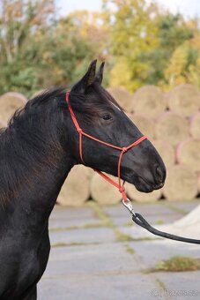 Karačájevský kůň - 3