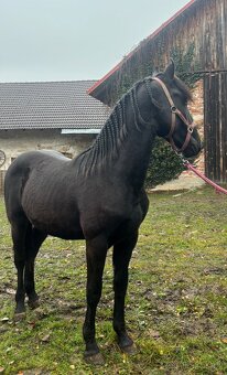 Hřebeček Barock Pinto - 3