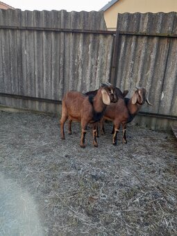 Anglonubijský  kozel,100% - 3