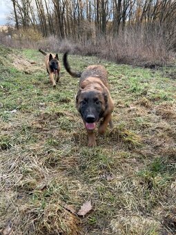 Štěňátka belgického ovčáka - 3