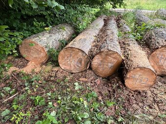 kulatina modřín - 3