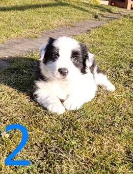 Štěňátka border kolie (bez PP) - 3