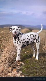 Dalmatin štěně s PP - 3