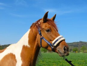 Poloviční APH, Pony B - 3