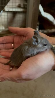Osmák degu - 3