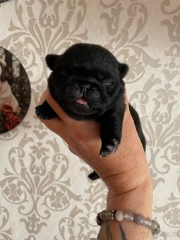 Mops s PP - 3