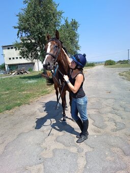 Klisna A1/1 - 3