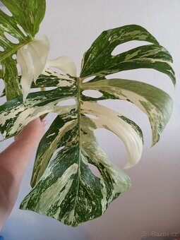 Monstera albo variegata top řízek - 3