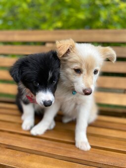 Predaj border collie - 3