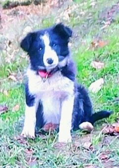 Prodám fenečku - 3