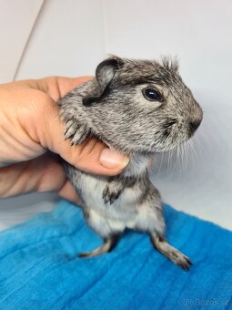 Morčata s pp, holcicky, jiz k odberu - 3