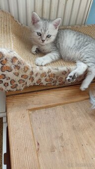 Britský whiskas kocourek s PP - 3