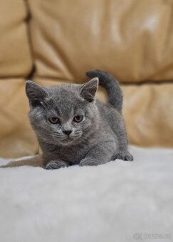 Britská koťata - 3