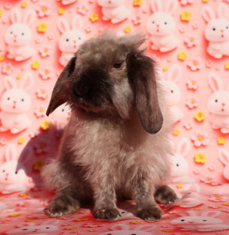 Zakrslý satén rex LT beránek sameček . - 3