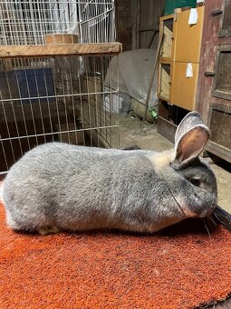 Prodám samici Vídeňskou modrošedou - 3