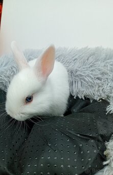 Zakrslý králíček I3 - 3