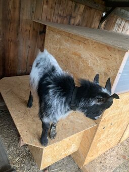 Kozlík holandský - 3