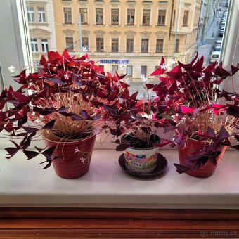 Pokojové květiny - 3