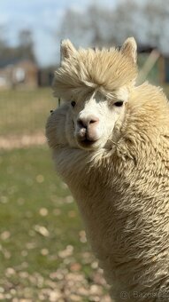 Alpaca samci - 3