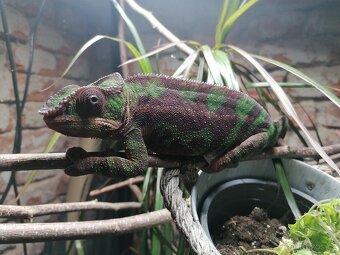 Furcifer Pardalis Sambava - 3