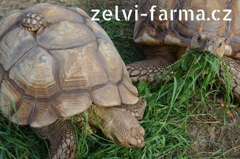 SUCHOZEMSKÉ ŽELVY OSTRUHATÉ – vlastní odchov - 3