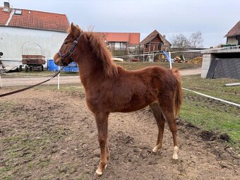 Pony - 3