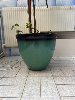 Ficus maclellandii "Alii" 210cm strom - 3