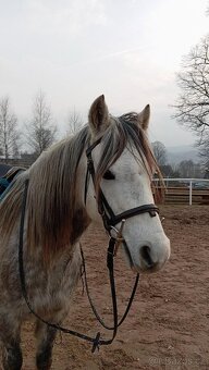 Welsh pony - 3