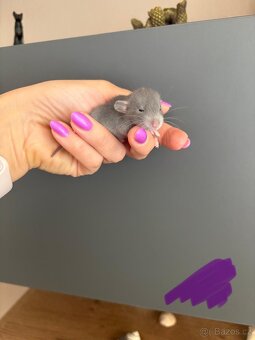 Dumbo potkan - 3