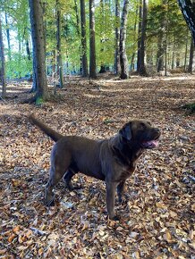 Labrador čokoládový - 3