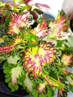 Sazenice okrasných kopřiv,coleus - 3