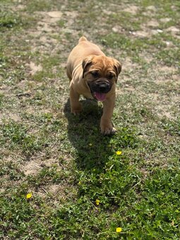 Boerboel - štěňátka - 3