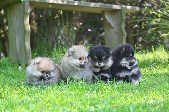 POMERANIAN - 3