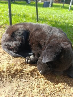 Prodám křížence fenku labrador/retrívr - 3