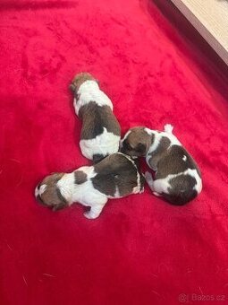 Dánsko švédský farmářský S PP narozené 8.11.2025 - 3