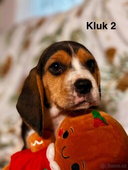 Bígl trikolor, štěňátka - 3