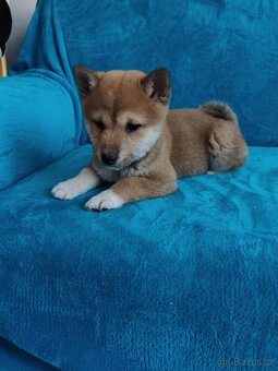 Shiba inu - 3