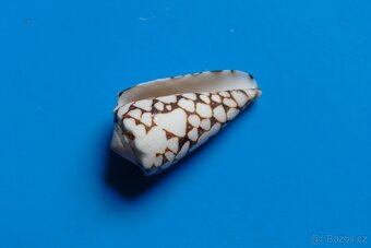 Conus crosseanus - 3
