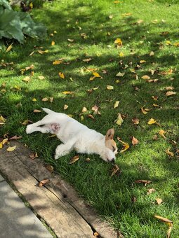 Jack Russel dlouhosrstý - krytí - 3