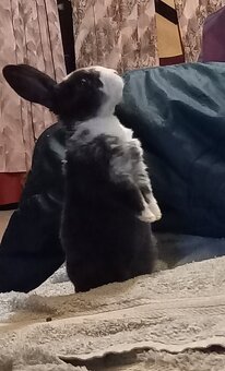 Zakrslý králík rex dalmatin - 3