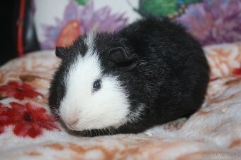 Morčátka krátkosrstá - 3